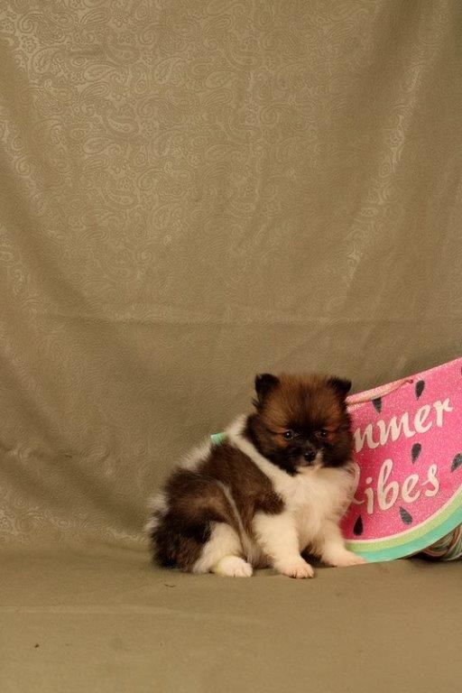 puppy, for, sale, Pomeranian, Matthew B. Stoltzfus, dog, breeder, Gap, PA, dog-breeder, puppy-for-sale, forsale, nearby, find, puppyfind, locator, puppylocator, aca